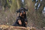 ROTTWEILER 482